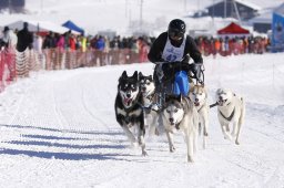 Lenk 2013